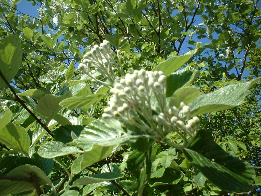 Cerastium, Globularia  e Sorbus